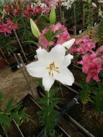 [4532 VH08 No01.JPG]